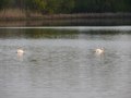 #9: Лебединое озеро / Swan lake