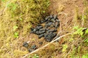 #7: Black bear bed on route to confluence