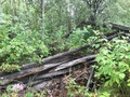 #9: The boards from a former barn