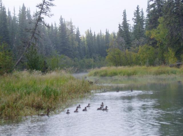 Ducks on the nameless creek.