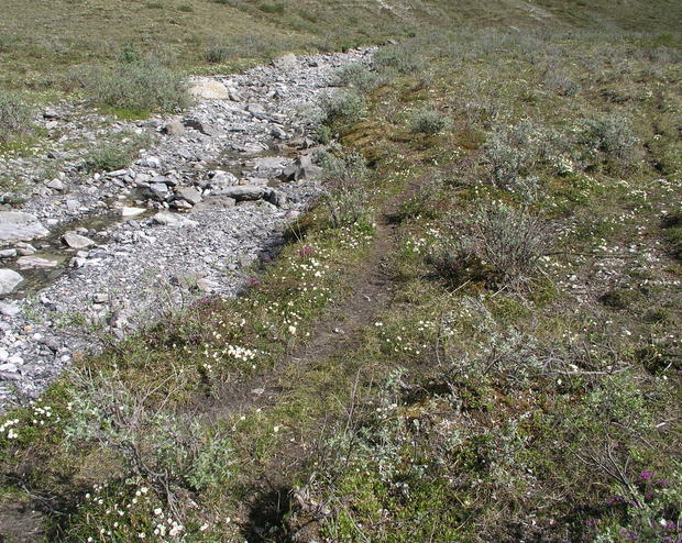 The annual migration of the Porcupine Caribou Herd has worn a nice path paralleling the confluence drainage, shown here 1km from 69N 142W.