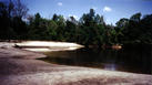 #4: Swamp where degree confluence is located is just beyond trees. (Muddy beach is in foreground, trees in background.)