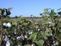 #5: Cotton field