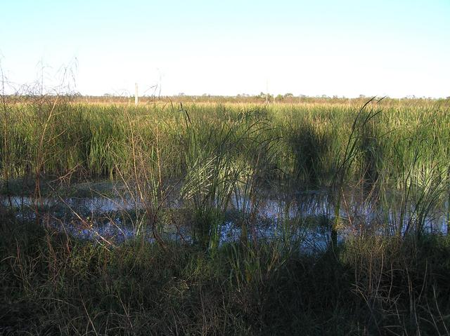 View to the northeast at the marshy confluence from the nearest road.