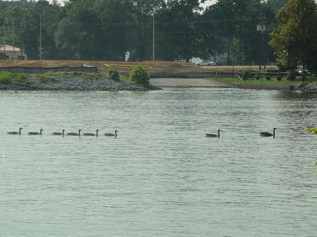 family of ducks on the Cossa River