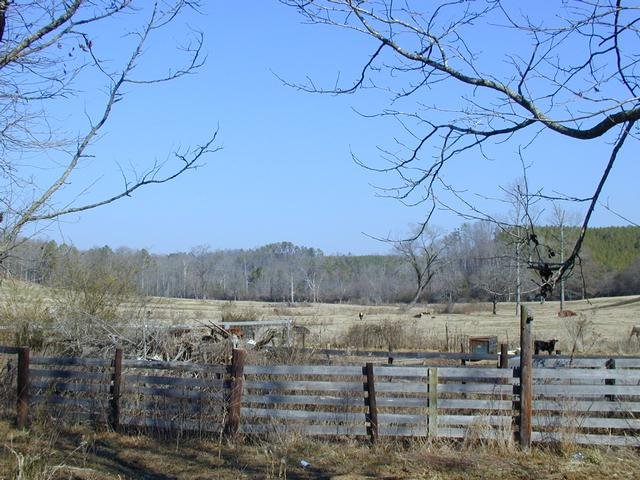 Confluence point, straight ahead; Champion's trees, to the right; Welcome cattle, in the foreground.