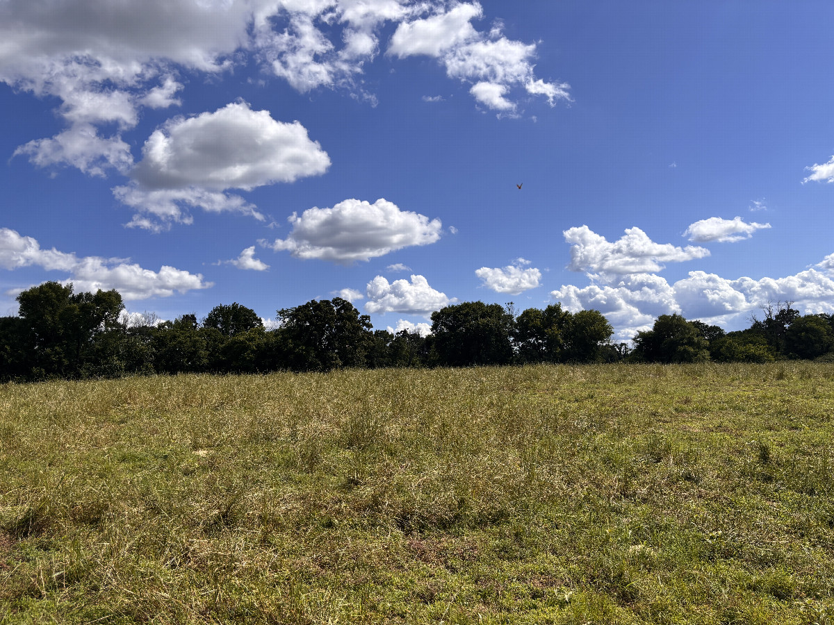 A view to the south from the confluence.