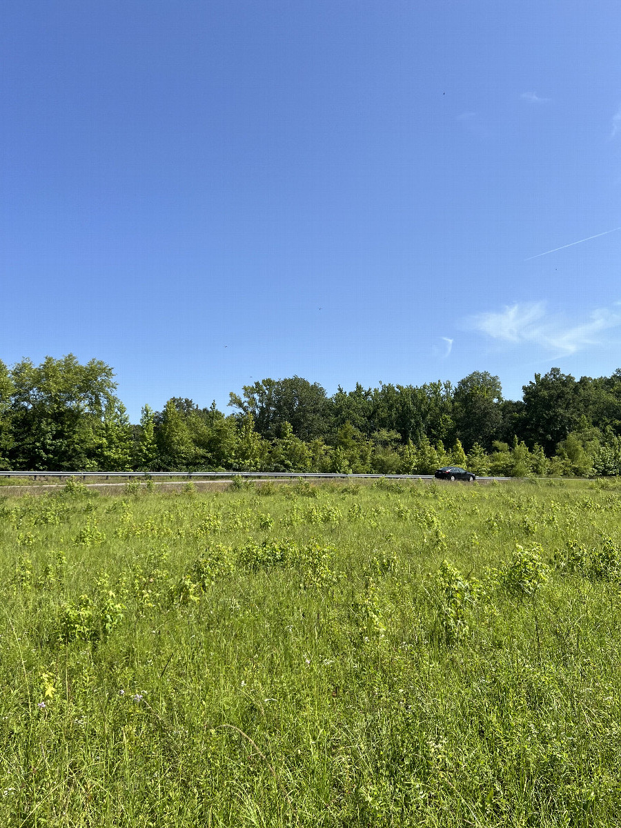View looking north toward N Willie Ray Dr from the confluence