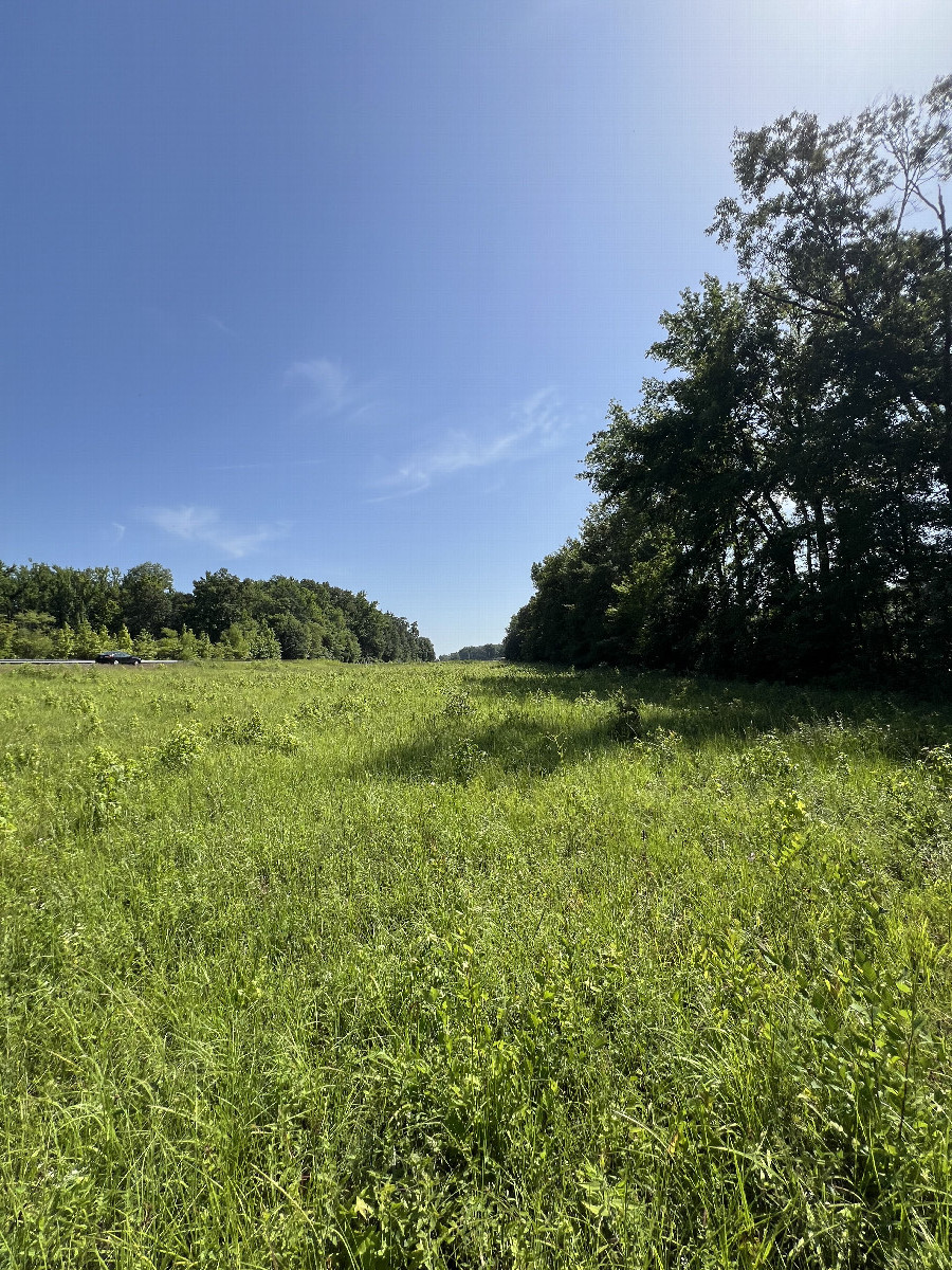 View looking east from the confluence