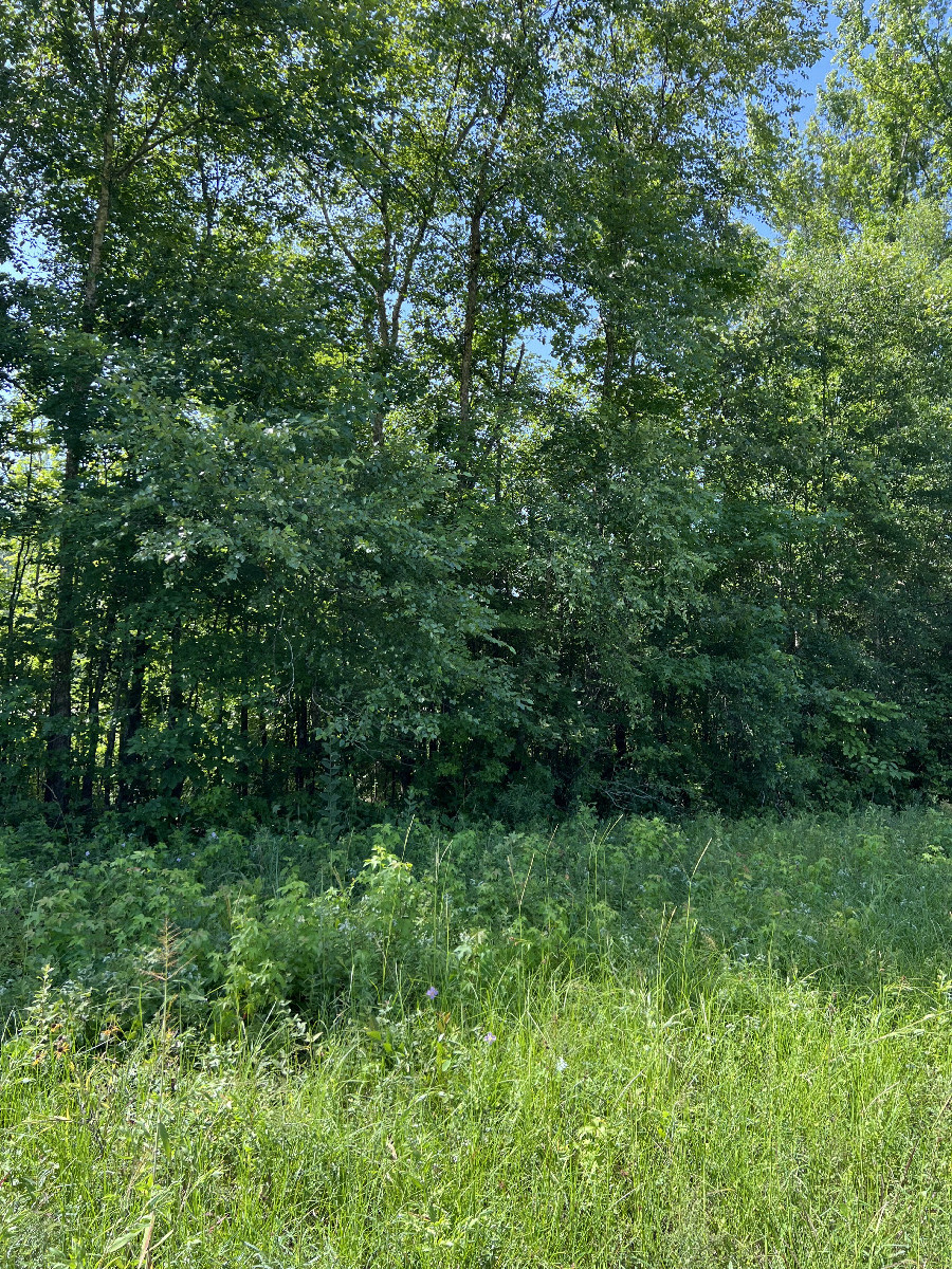 View looking south from the confluence toward I-57