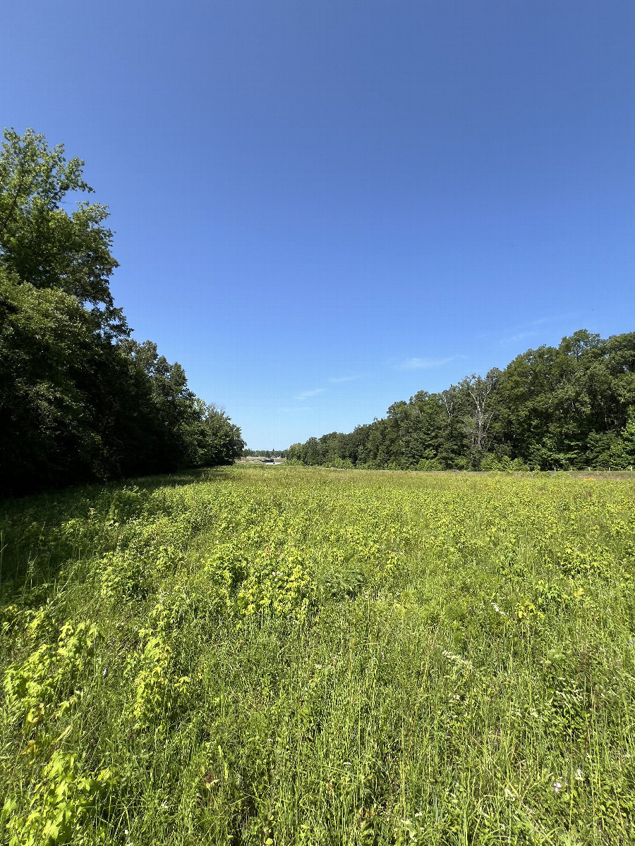 View looking west from the confluence