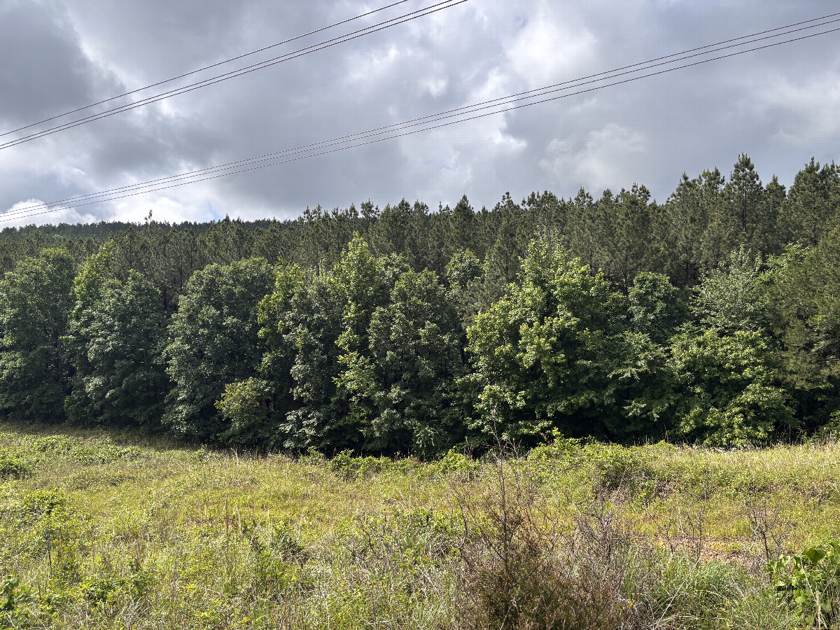 A view to the south from the confluence.
