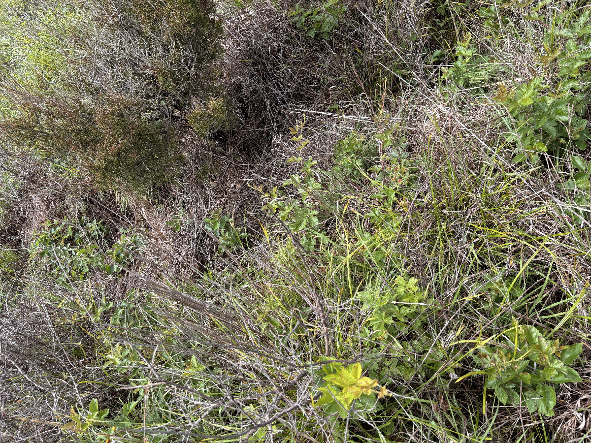Ground cover at the confluence.  