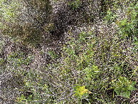 #6: Ground cover at the confluence.  