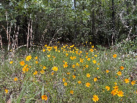 #9: Some wildflowers near the confluence.