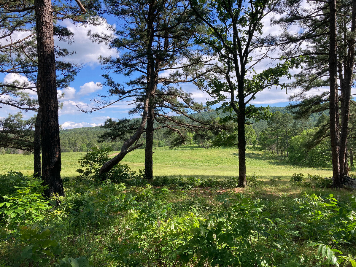 Looking south from the edge of the forest, 150 meters south of 35N 94W