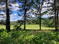 #11: Looking south from the edge of the forest, 150 meters south of 35N 94W