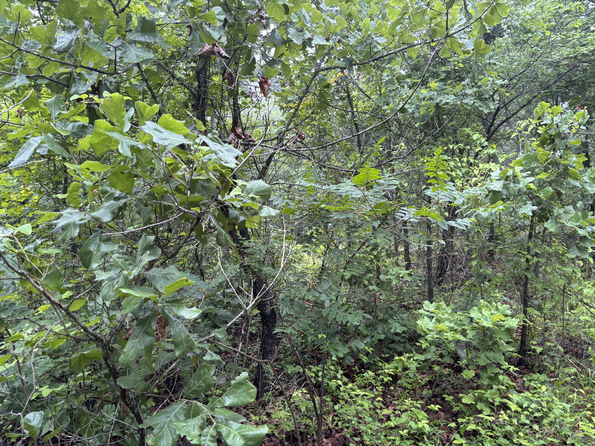 View to the north from the confluence. 