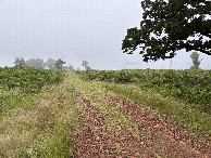 #10: The trail leading to the confluence.  