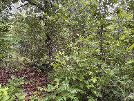 #5: View to the west from the confluence. 