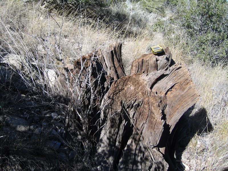 Distinctive stump and general area. Differential correction reveals stump to be 6.61 meters due north of confluence