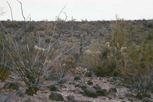 Another view from the confluence point.  Note the variety of cactus.