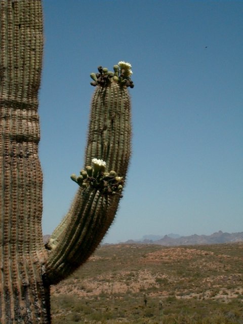 The view looking northwest, with a saguaro cactus