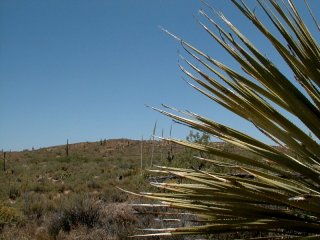 #1: Looking east toward the confluence, which is to the left of the yucca plant