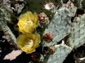#2: A prickly pear cactus in bloom