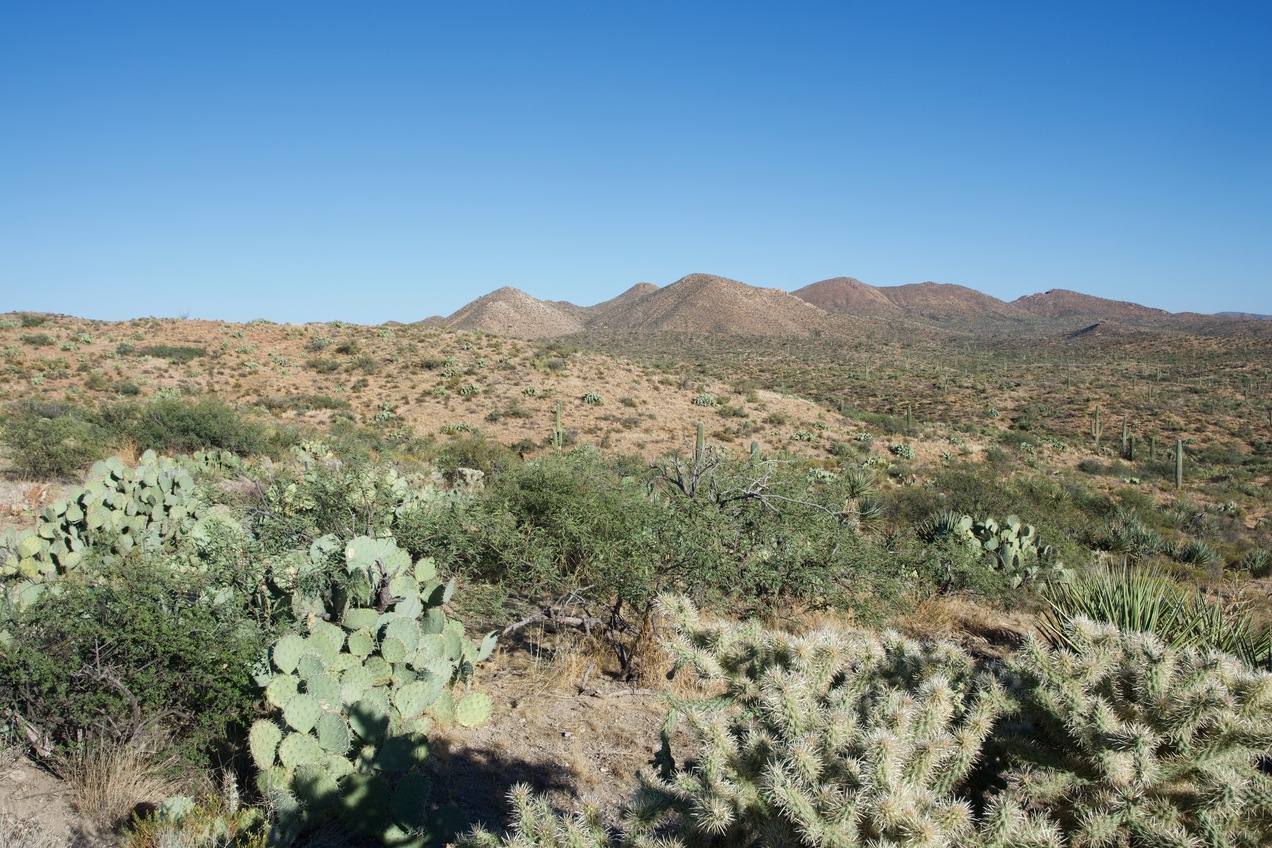 The confluence point lies on a small ridge, with cactus growing all around.  (This is a view to the East.)