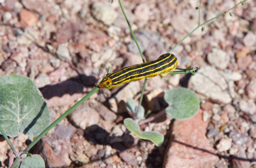 I saw several of these colorful caterpillars in the valley east of the point 