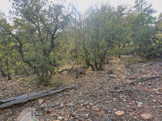 #1: The confluence point lies next to this small rock-strewn clearing  (This is also a view to the West.)