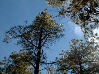 #1: Pine trees at the confluence
