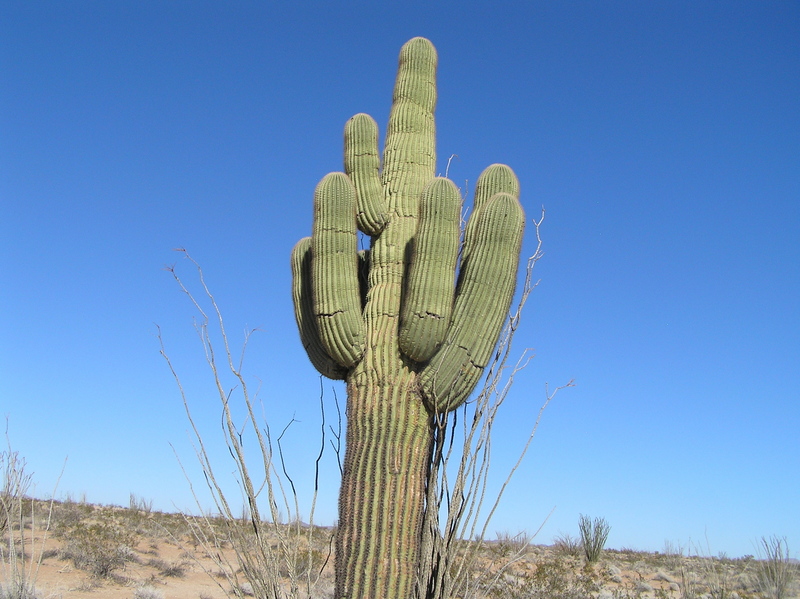 Saguaro, the only one in the area, approximately 0.5 miles east of the confluence.