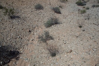 #1: The confluence point lies in a small indentation, in a thinly-vegetated patch of desert