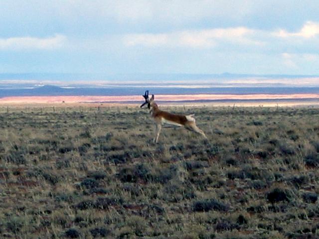 Antelope that was stretching and ready to race us!