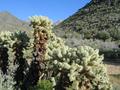 #9: Vibrant cholla cactus passed on way back down