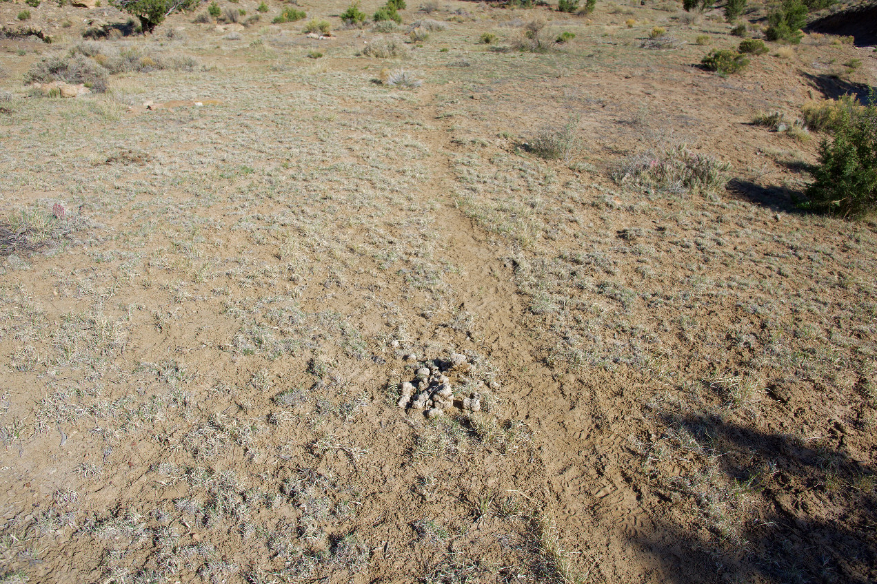 Ground cover (horse poop) at the confluence point