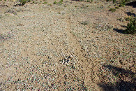 #5: Ground cover (horse poop) at the confluence point