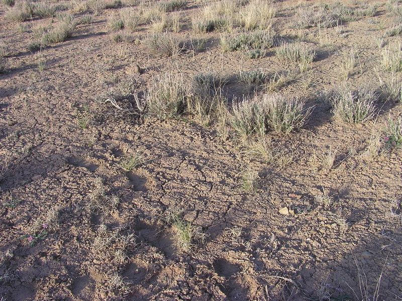 The confluence point lies in soft, poor-quality soil, amongst thinly-spaced sagebrush