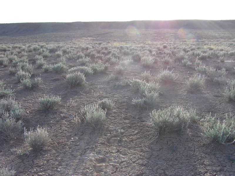 View West (into the late afternoon sun, and towards a fence that appears to mark the Hopi-Navajo land boundary)
