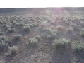 #5: View West (into the late afternoon sun, and towards a fence that appears to mark the Hopi-Navajo land boundary)