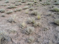 #7: Ground cover at confluence