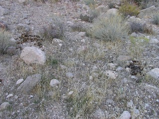 #1: The confluence point lies beside a small wash, with desert grass, rocks, and horse poop