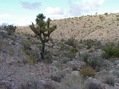 #2: View North (towards Lake Mead - not visible)