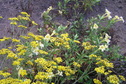 #8: Wildflowers at the confluence site.