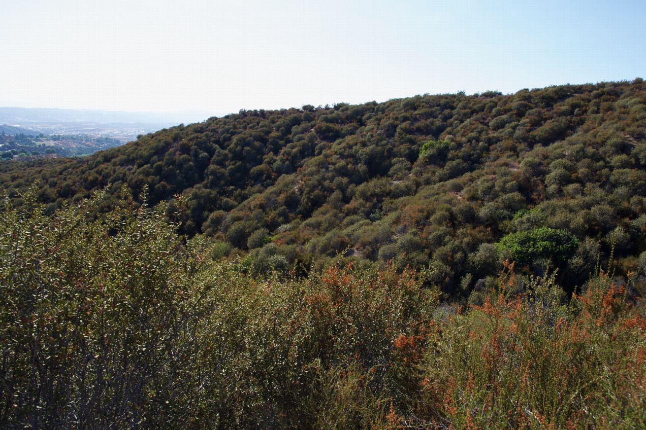 The confluence point lies in a small ravine, filled with dense chaparral.  (This is also a view to the West, across the ravine.)