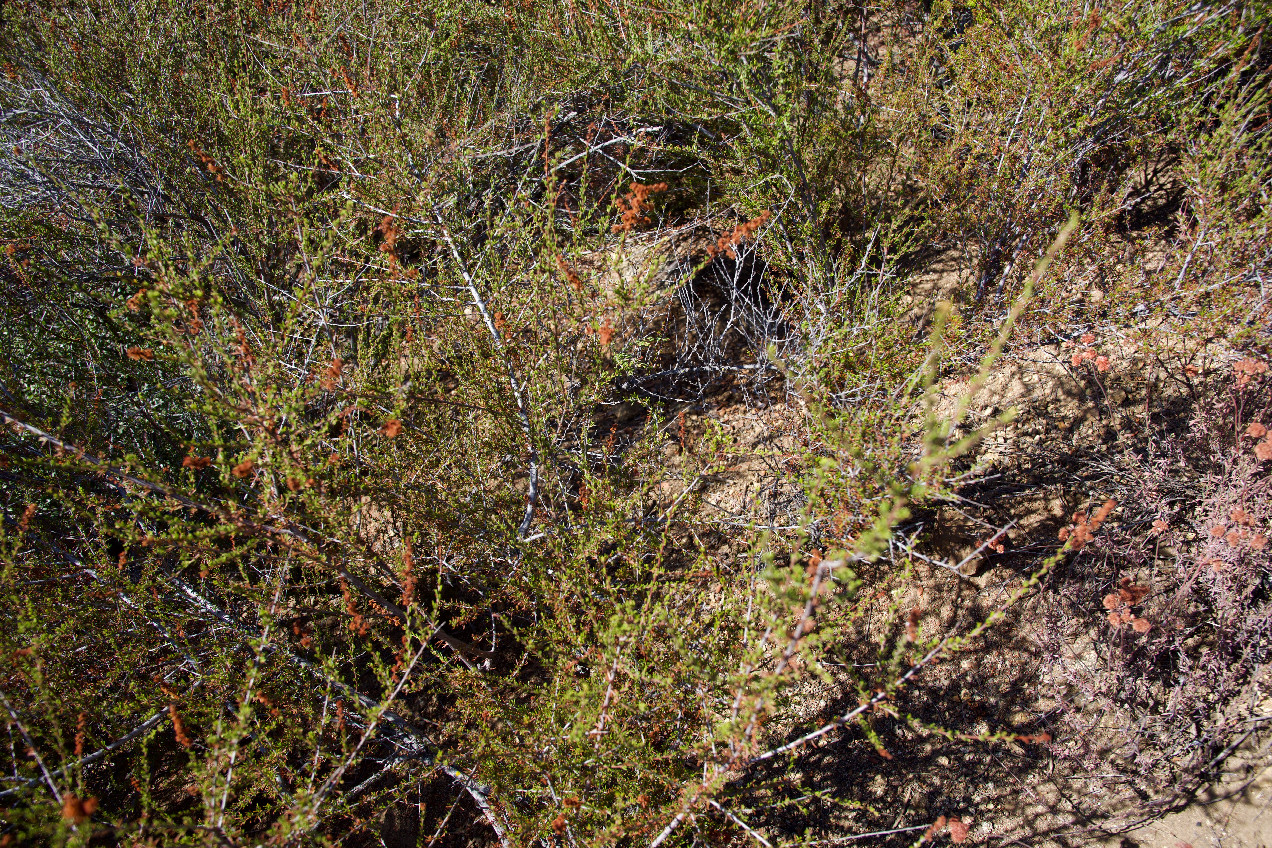 Ground cover at the confluence point