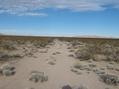 #6: The scant desert track that goes nearest the confluence