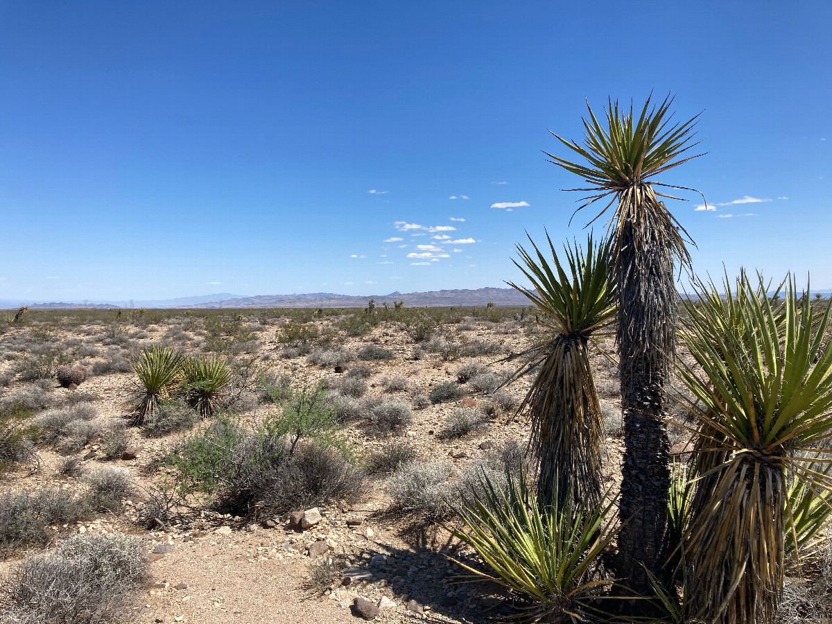 Mojave yucca